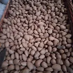 Organic Farm مزرعة للإقامة